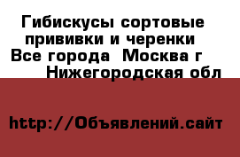 Гибискусы сортовые, прививки и черенки - Все города, Москва г.  »    . Нижегородская обл.